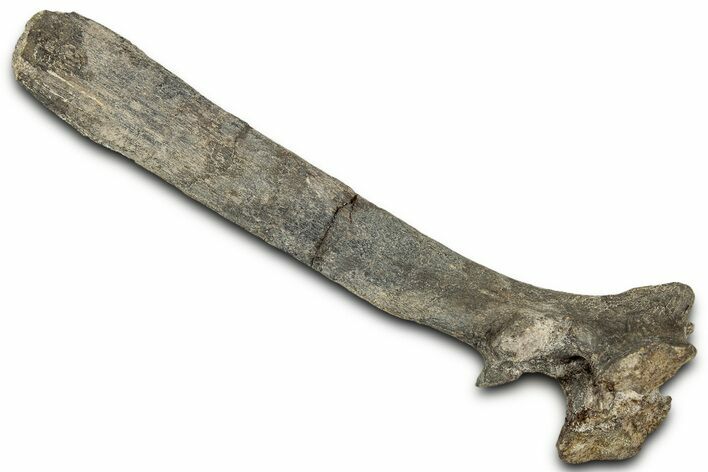 Fossil Dinosaur Spinous Process - Montana #326486